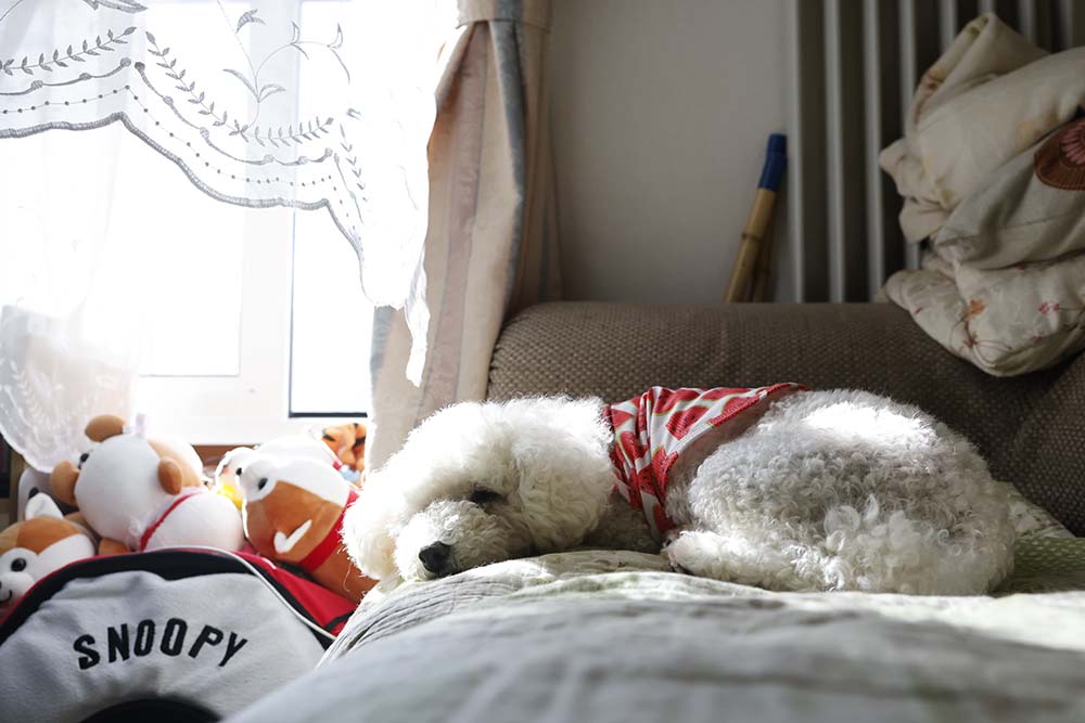 犬が昼寝をしている写真