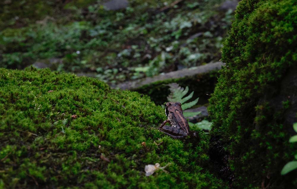 自然に溶け込むカエルの写真