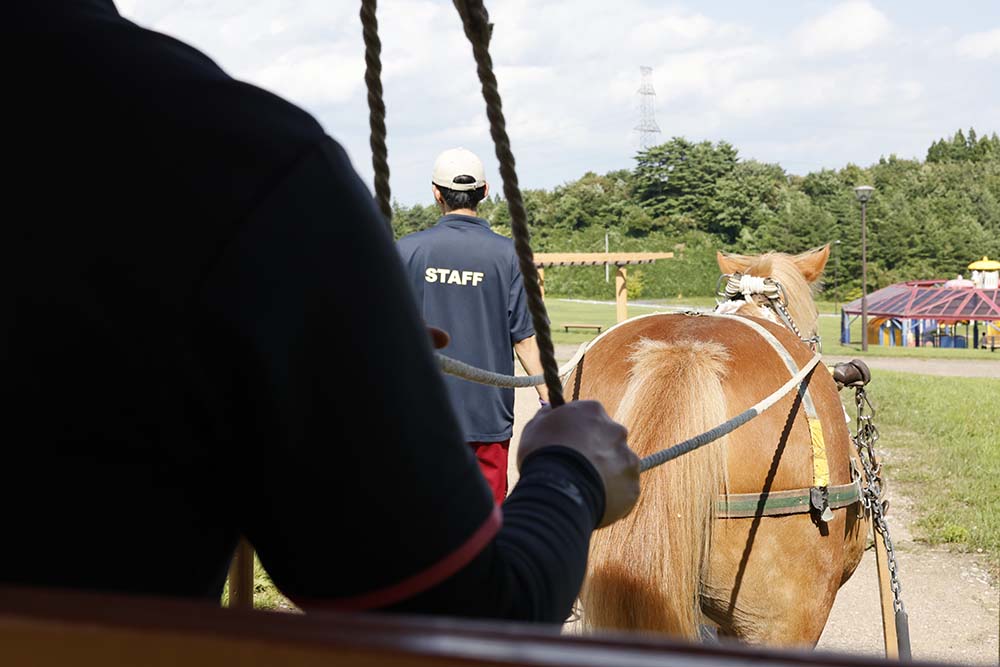 馬車を引っ張る馬の写真