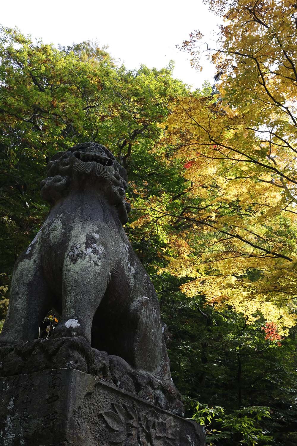 紅葉の鮮やかさを楽しんでいる狛犬の写真