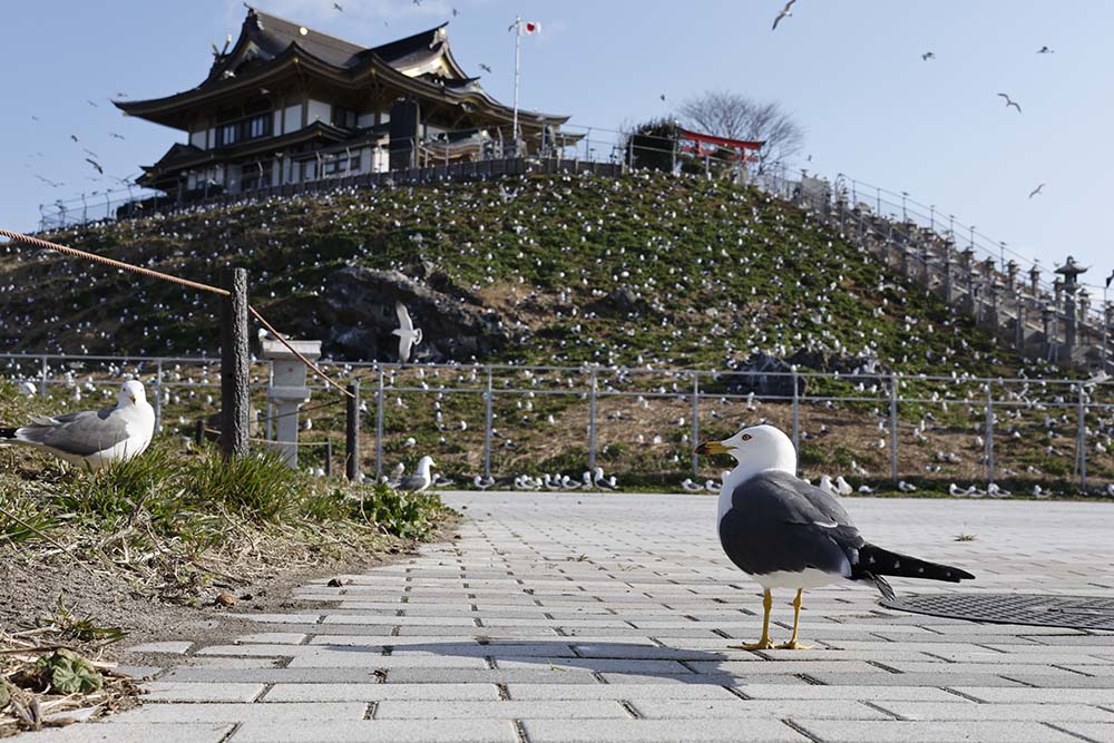 たくさんのうみねこの故郷になっている蕪島の写真